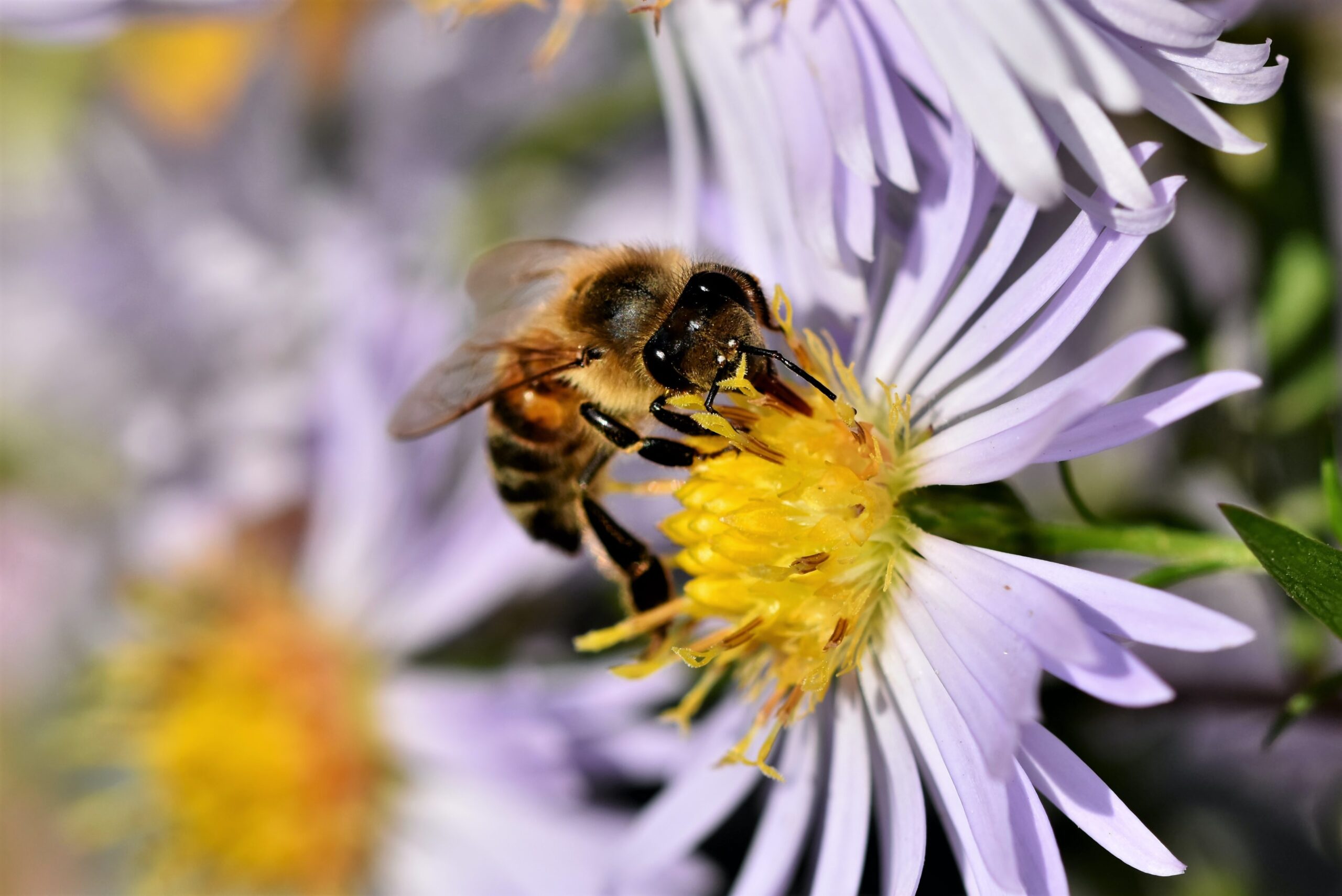 Bienen der DKG