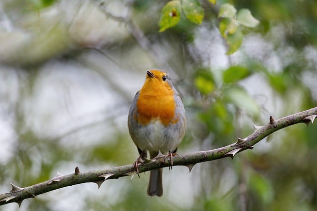 Zugvogel Rotkelchen Zugvogel Rotkelchen