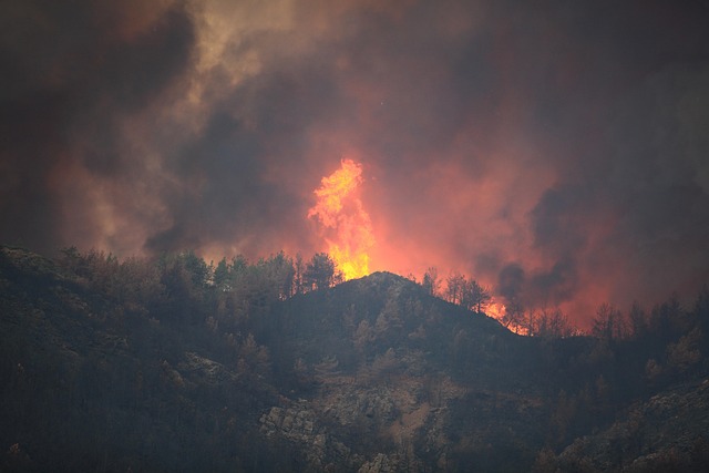 Waldbrand Australien Waldbrand Australien